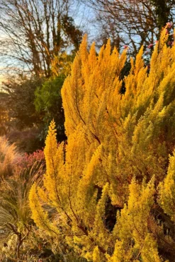 ROUÉ PÉPINIÈRES - Bruyère arborescente 'estrella gold' - en pot de 3 litres