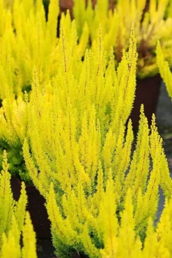 ROUÉ PÉPINIÈRES - Bruyère arborescente 'estrella gold' - en pot de 3 litres