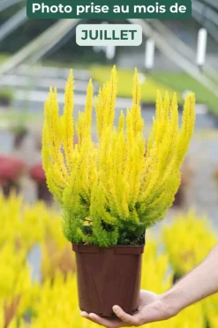 ROUÉ PÉPINIÈRES - Bruyère arborescente 'estrella gold' - en pot de 3 litres