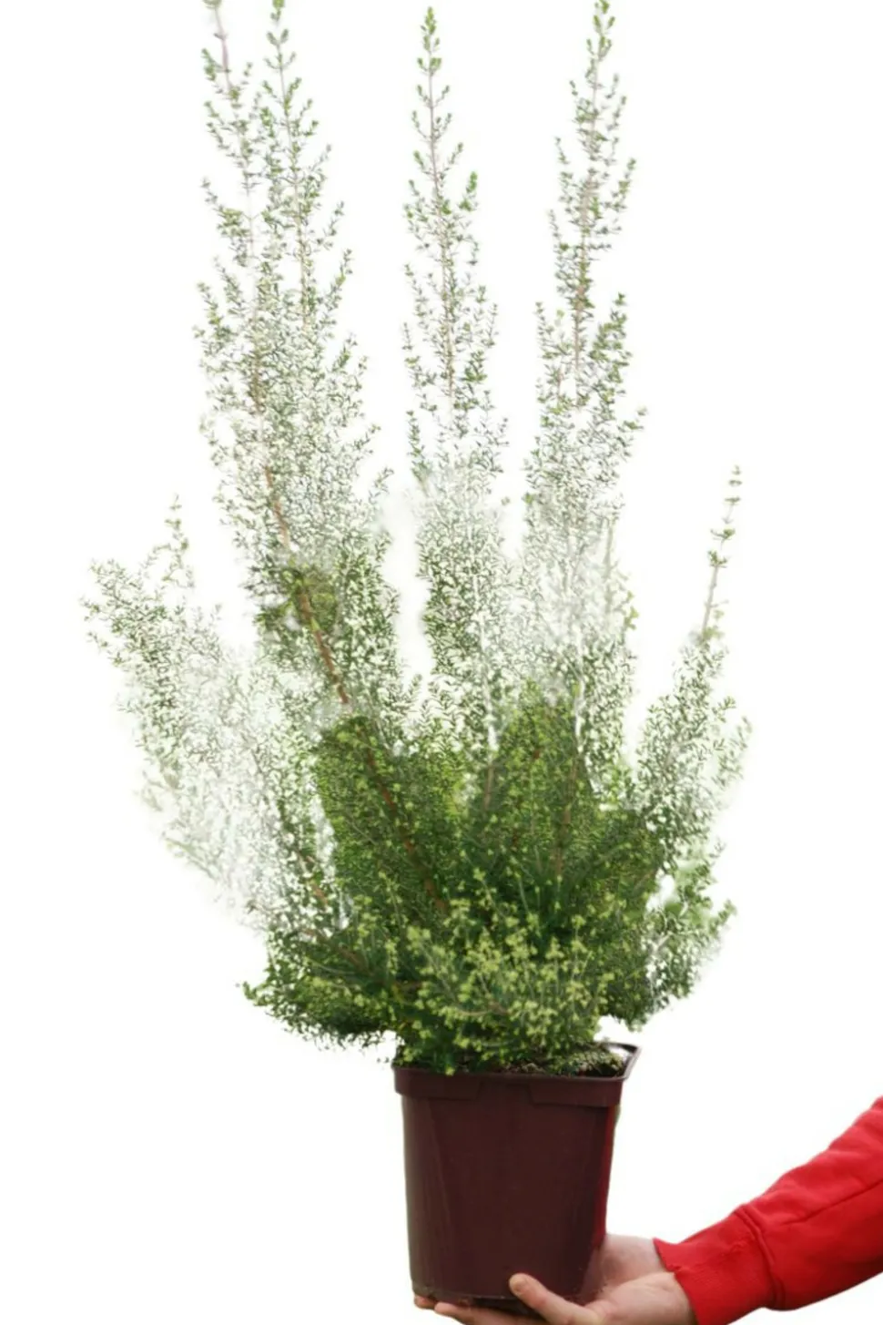 ROUÉ PÉPINIÈRES - Bruyère de noël - en pot de 3 litres