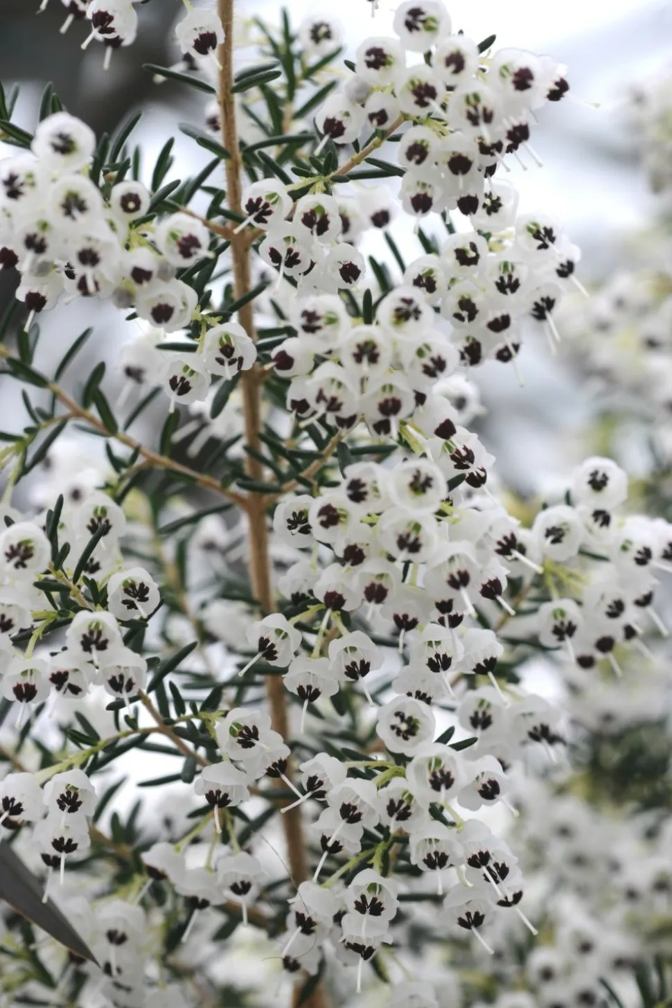 ROUÉ PÉPINIÈRES - Bruyère de noël - en pot de 3 litres