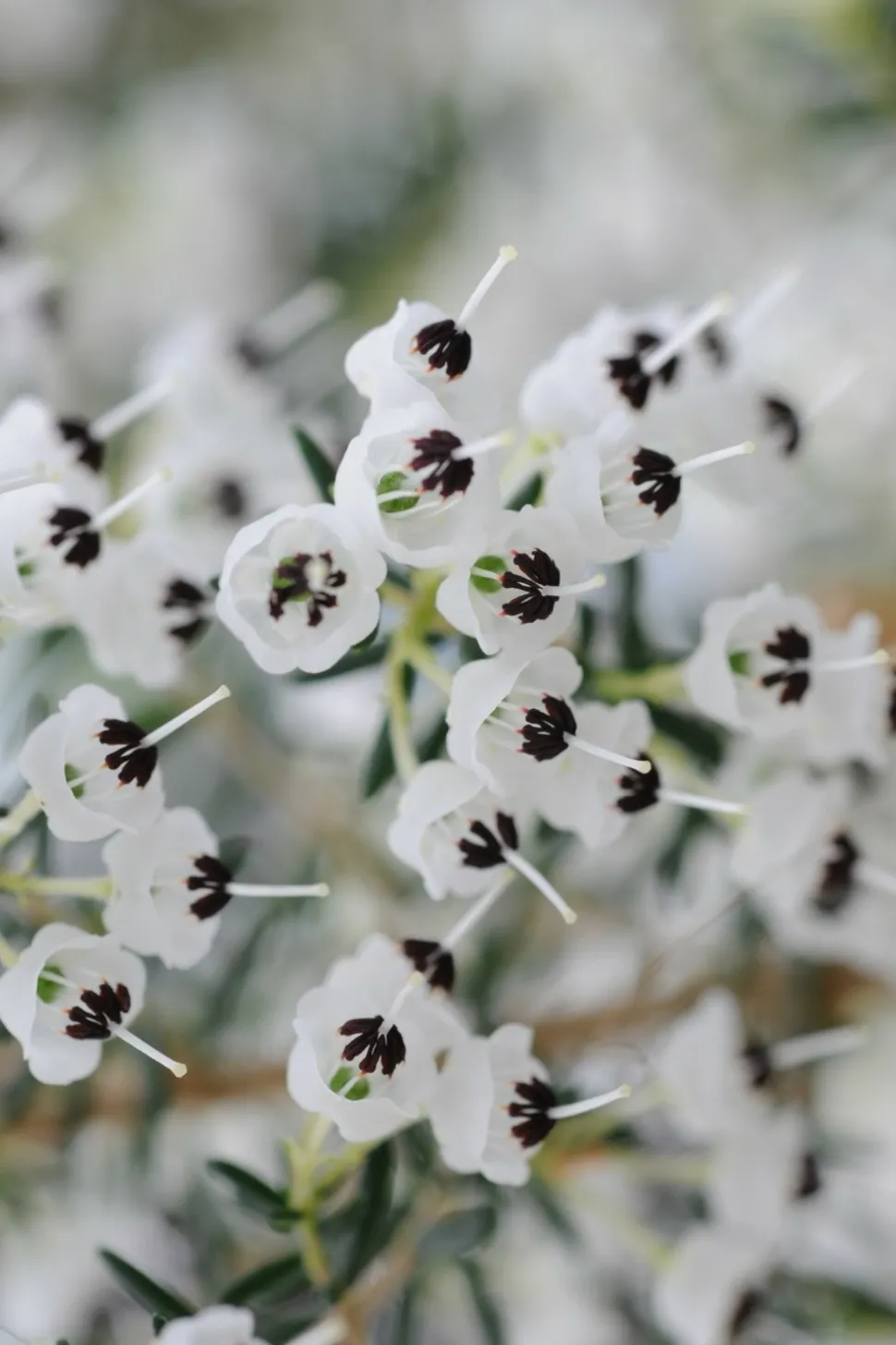 ROUÉ PÉPINIÈRES - Bruyère de noël - en pot de 3 litres