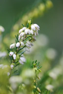 ROUÉ PÉPINIÈRES - Bruyère d'hiver white spring surprise' - en pot de 3 litres