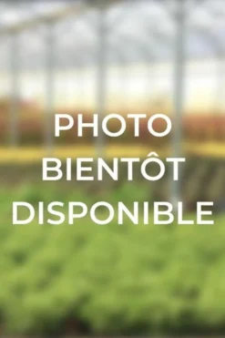 ROUÉ PÉPINIÈRES - Bruyère d'été 'golden angie' - en pot de 1 litre