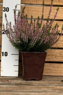 ROUÉ PÉPINIÈRES - Bruyère d'été 'pink bettina' - en pot de 1 litre