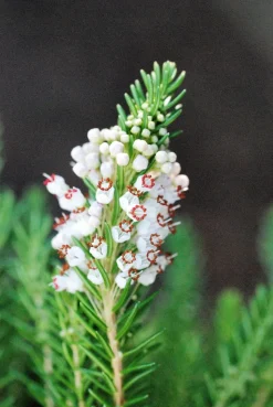ROUÉ PÉPINIÈRES - Bruyère vagabonde 'alba' - en pot de 1 litre
