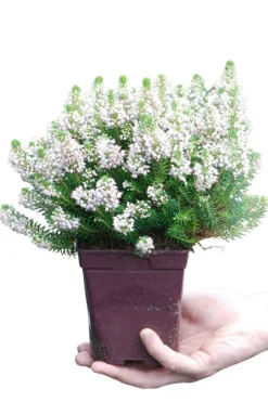 ROUÉ PÉPINIÈRES - Bruyère vagabonde 'alba' - en pot de 1 litre