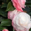 ROUÉ PÉPINIÈRES - Camelia 'desire' - en pot de 1 litre