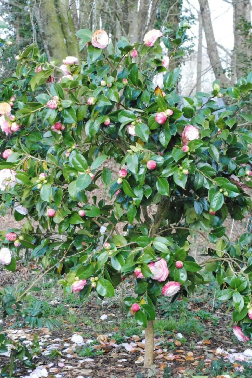 ROUÉ PÉPINIÈRES - Camelia 'desire' - en pot de 1 litre