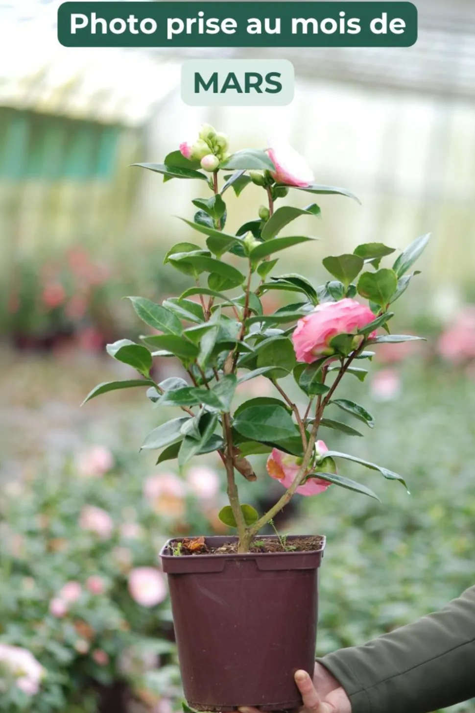 ROUÉ PÉPINIÈRES - Camelia 'desire' - en pot de 1 litre