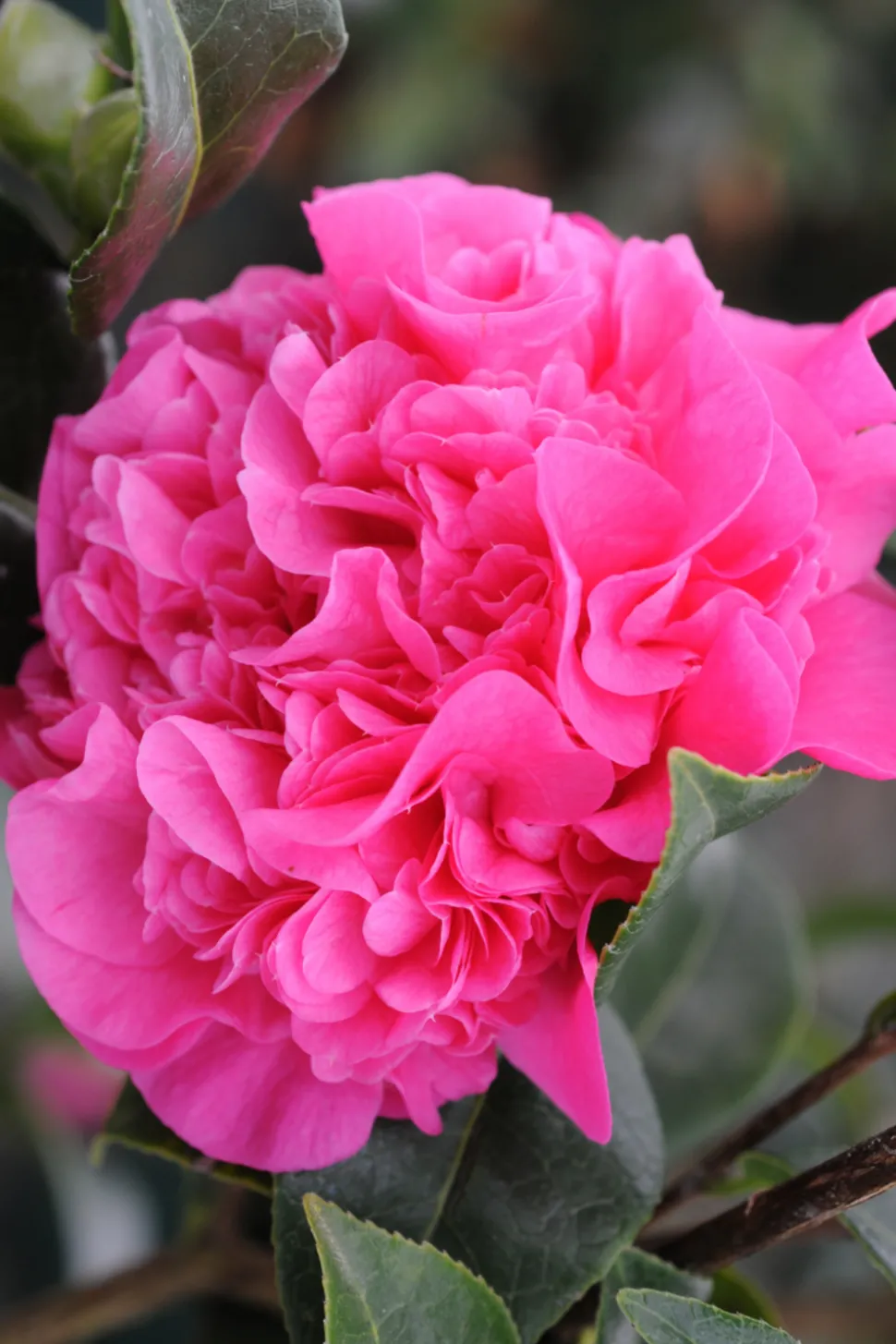 ROUÉ PÉPINIÈRES - Camélia 'ack scent' - en pot de 1 litre