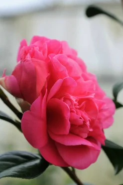 ROUÉ PÉPINIÈRES - Camélia 'anticipation' - en pot de 1 litre