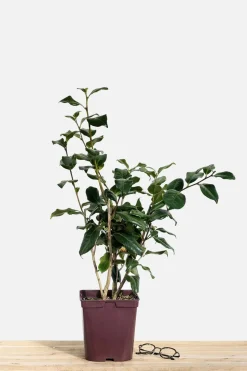 ROUÉ PÉPINIÈRES - Camélia 'bonomiana' - en pot de 1 litre