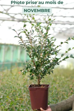 ROUÉ PÉPINIÈRES - Camélia 'cupido' - en pot de 5 litres