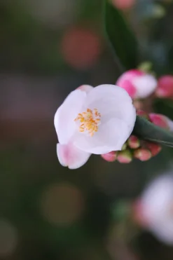 ROUÉ PÉPINIÈRES - Camélia 'cupido' - en pot de 5 litres