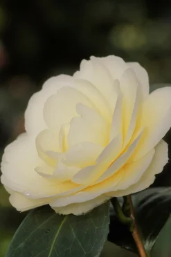 ROUÉ PÉPINIÈRES - Camélia 'dahlohnega' - en pot de 1 litre