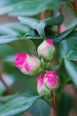 ROUÉ PÉPINIÈRES - Camélia 'dr king' - en pot de 1 litre