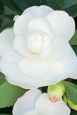 ROUÉ PÉPINIÈRES - Camélia 'early pearly' - en pot de 3 litres