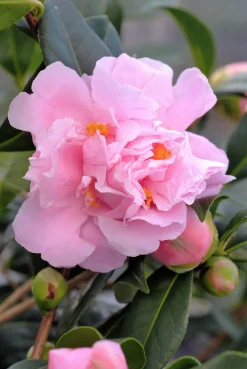 ROUÉ PÉPINIÈRES - Camélia 'el dorado' - en pot de 1 litre