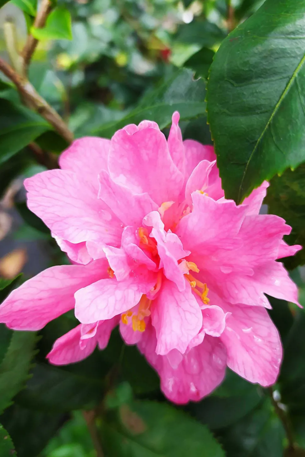ROUÉ PÉPINIÈRES - Camélia 'fragrant pink' - en pot de 5 litres