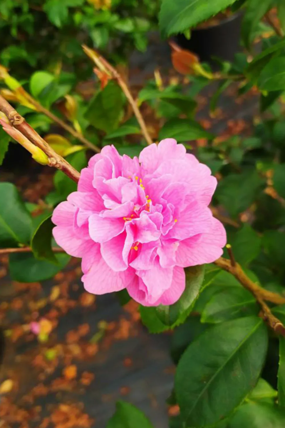 ROUÉ PÉPINIÈRES - Camélia 'fragrant pink' - en pot de 5 litres