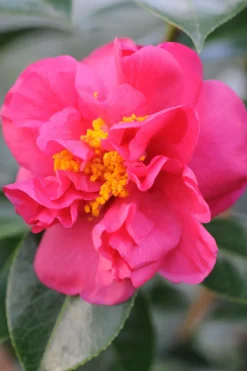 ROUÉ PÉPINIÈRES - Camélia 'fragrant pink' - en pot de 5 litres