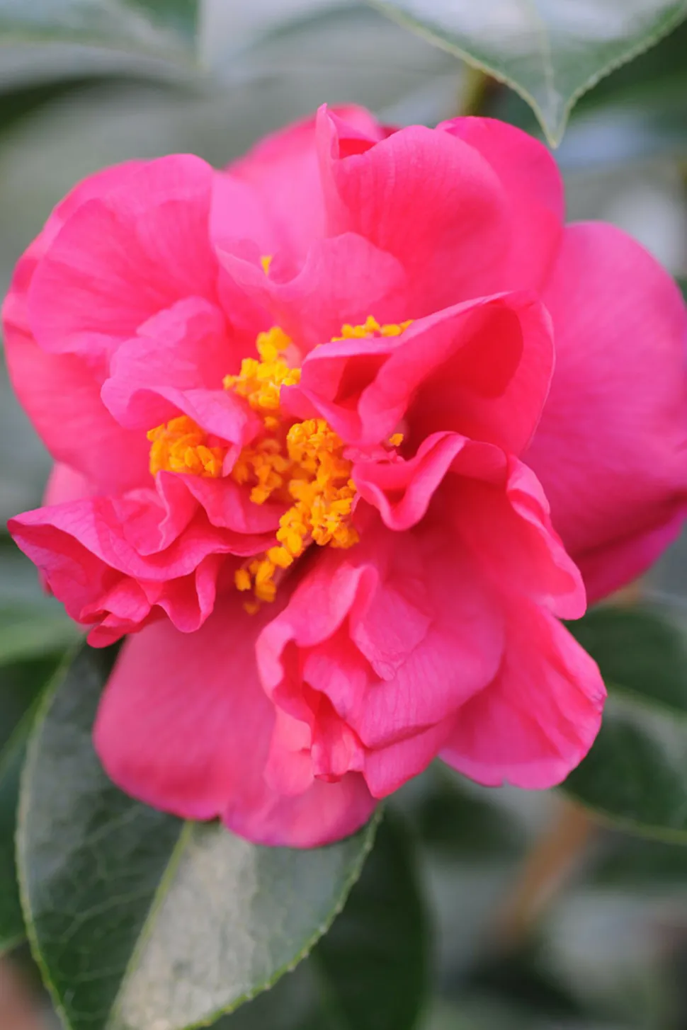 ROUÉ PÉPINIÈRES - Camélia 'fragrant pink' - en pot de 5 litres