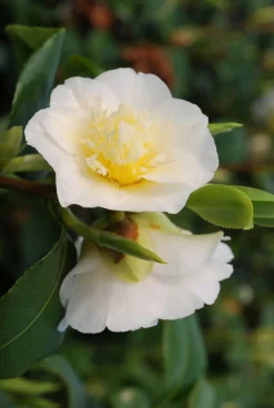 ROUÉ PÉPINIÈRES - Camélia 'gwenneth morey' - en pot de 1 litre