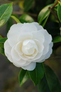 ROUÉ PÉPINIÈRES - Camélia 'jean paul ii' - en pot de 4 litres