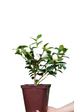 ROUÉ PÉPINIÈRES - Camélia 'jean paul ii' - en pot de 4 litres