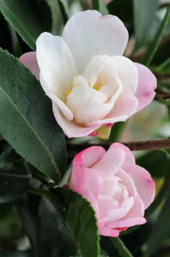 ROUÉ PÉPINIÈRES - Camélia 'jennifer' - en pot de 4 litres