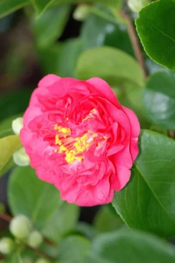 ROUÉ PÉPINIÈRES - Camélia 'mrs r.l. Wheeler' - en pot de 1 litre