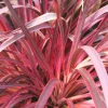 ROUÉ PÉPINIÈRES - Cordyline 'salsa' - en pot de 5 litres