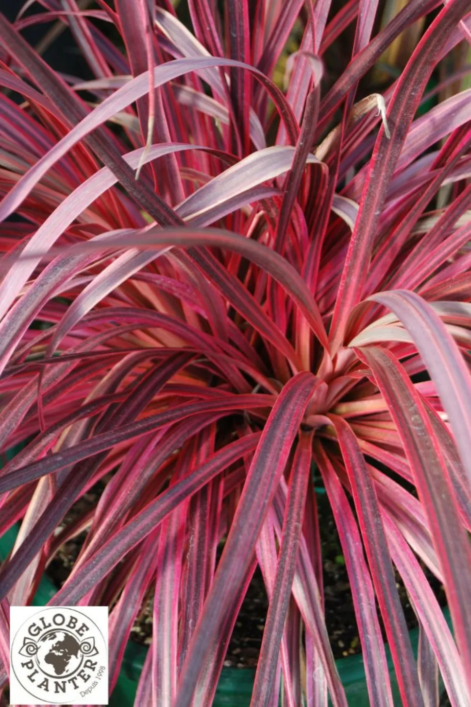 ROUÉ PÉPINIÈRES - Cordyline 'salsa' - en pot de 5 litres