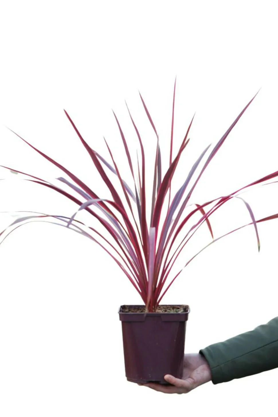 ROUÉ PÉPINIÈRES - Cordyline 'salsa' - en pot de 5 litres