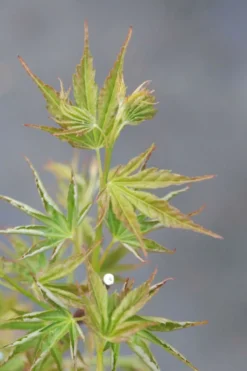 ROUÉ PÉPINIÈRES - Erable du japon 'okushimo' - en pot de 2 litres