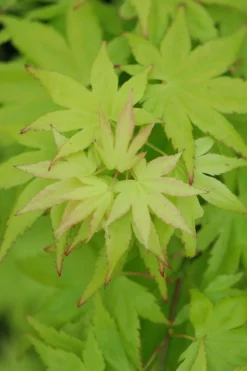 ROUÉ PÉPINIÈRES - Erable du japon 'summer gold' - en pot de 2 litres