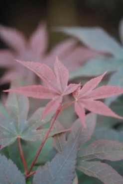 ROUÉ PÉPINIÈRES - Erable du japon 'twombly's red sentinel' - en pot de 2 litres