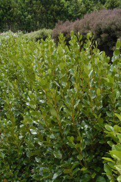 ROUÉ PÉPINIÈRES - Griseline du littoral - en pot de 3 litres