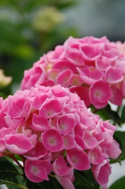 ROUÉ PÉPINIÈRES - Hortensia 'ankong ? Pink' - en pot de 2 litres