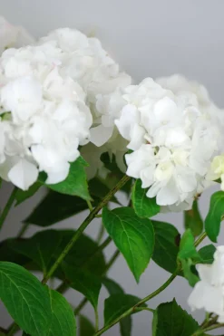ROUÉ PÉPINIÈRES - Hortensia 'wudu' ? - en pot de 2 litres