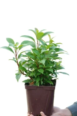 ROUÉ PÉPINIÈRES - Hydrangea seemanii - en pot de 3 litres