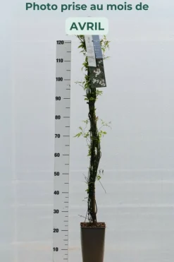 ROUÉ PÉPINIÈRES - Jasmin officinal affine' - en pot de 3 litres