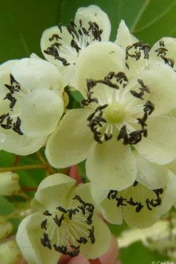 ROUÉ PÉPINIÈRES - Kiwaï 'prince jumbo' mâle - en pot de 1,5 litres