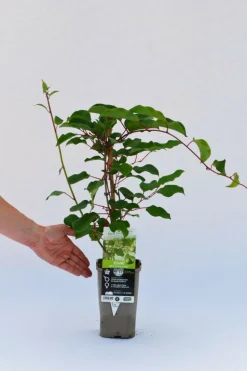 ROUÉ PÉPINIÈRES - Kiwaï 'prince jumbo' mâle - en pot de 1,5 litres