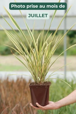ROUÉ PÉPINIÈRES - Phormium 'golden ray' - en pot de 3 litres