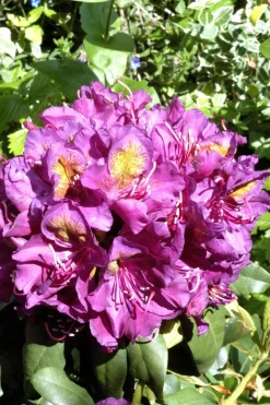 ROUÉ PÉPINIÈRES - Rhododendron 'marcel menard' 15 litres - en pot de 15 litres
