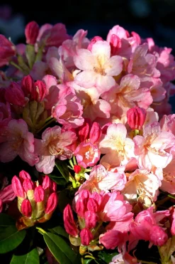ROUÉ PÉPINIÈRES - Rhododendron 'percy wiseman' - en pot de 4 litres