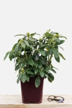 ROUÉ PÉPINIÈRES - Rhododendron 'percy wiseman' - en pot de 4 litres