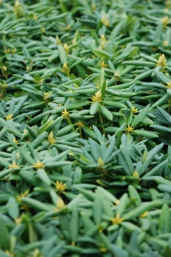 ROUÉ PÉPINIÈRES - Rhododendron laguna' - en pot de 4 litres